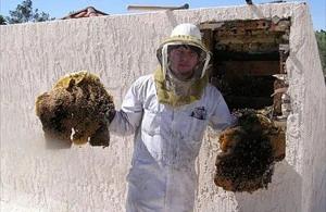 Surprise Bee Removal employee holding removed comb